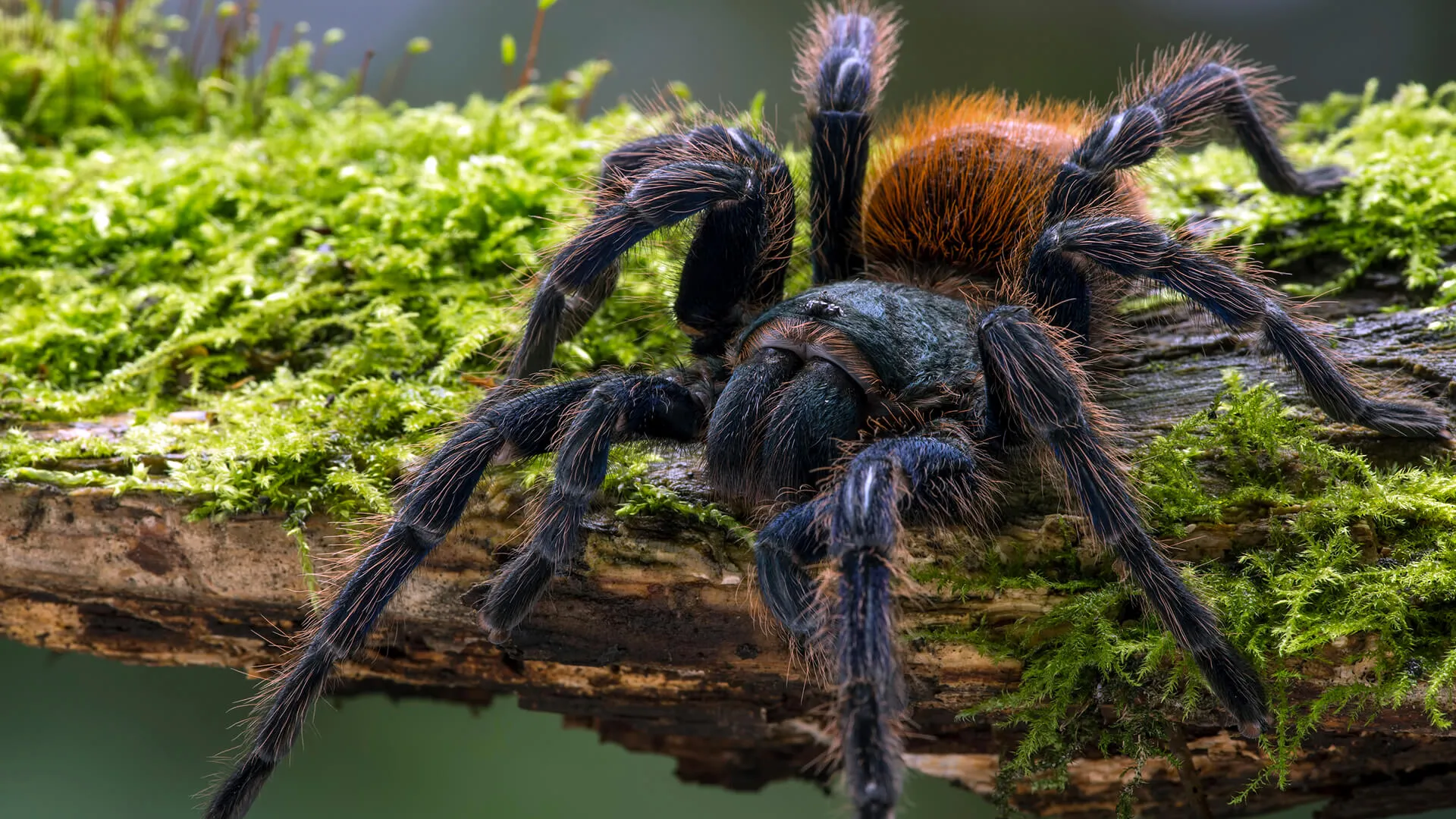 20483 tarantula behavior