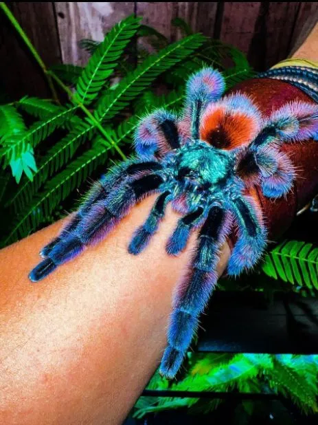 /img/20483-tarantula-molting.webp