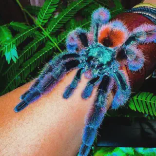 /img/20483-tarantula-molting.webp