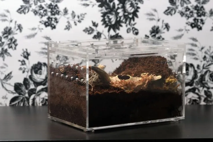 20486 tarantula cage cleaning