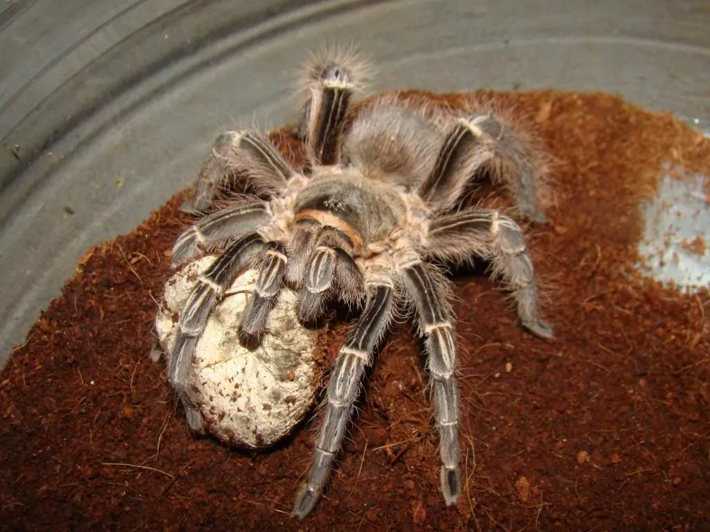 /img/20486-tarantula-cage-substrate.webp
