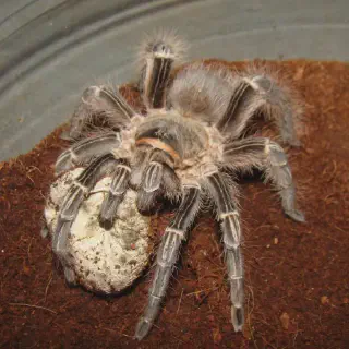 /img/20486-tarantula-cage-substrate.webp