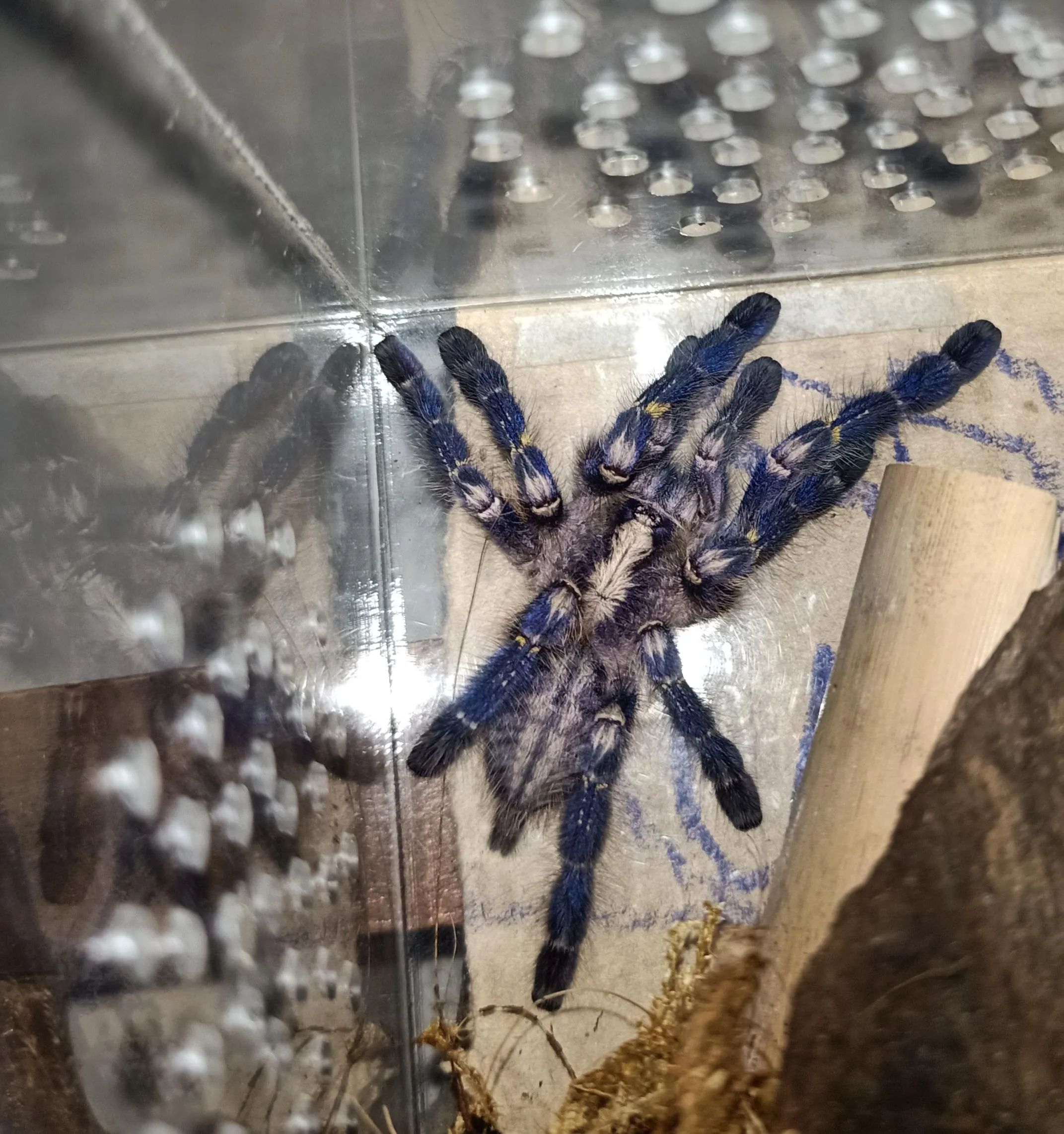 /img/20489-female-tarantula.webp