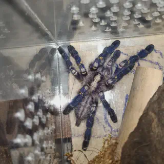 /img/20489-female-tarantula.webp