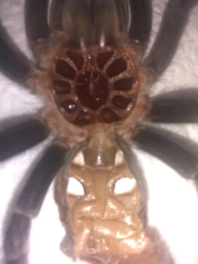 20489 male tarantula