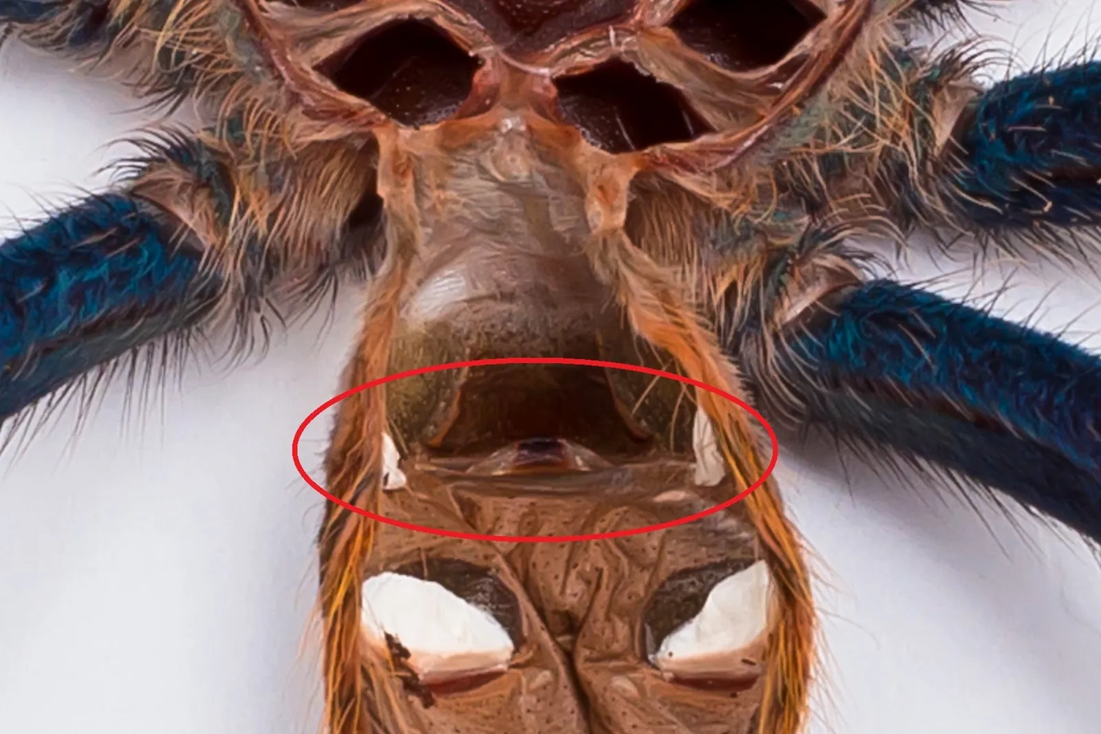 20489 tarantula tibial spurs