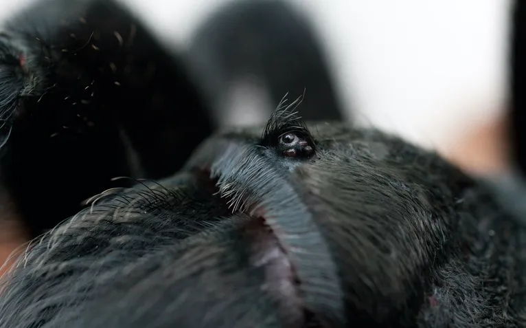 20499 snake eating tarantula