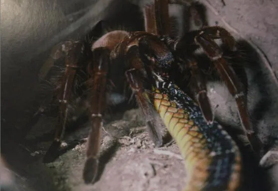 /img/20499-tarantula-venom.webp