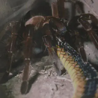 /img/20499-tarantula-venom.webp