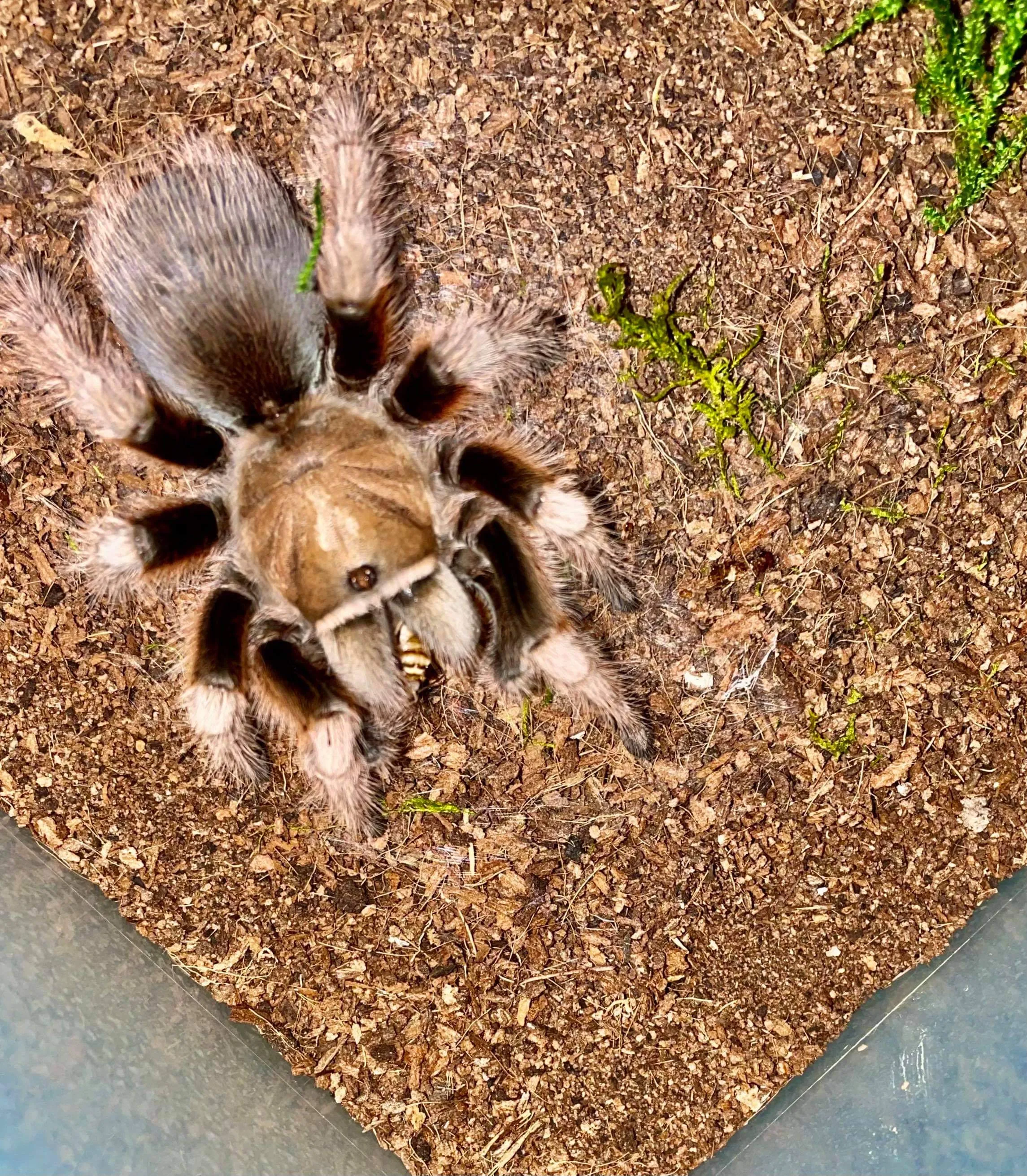 20503 chalcodes tarantula enclosure