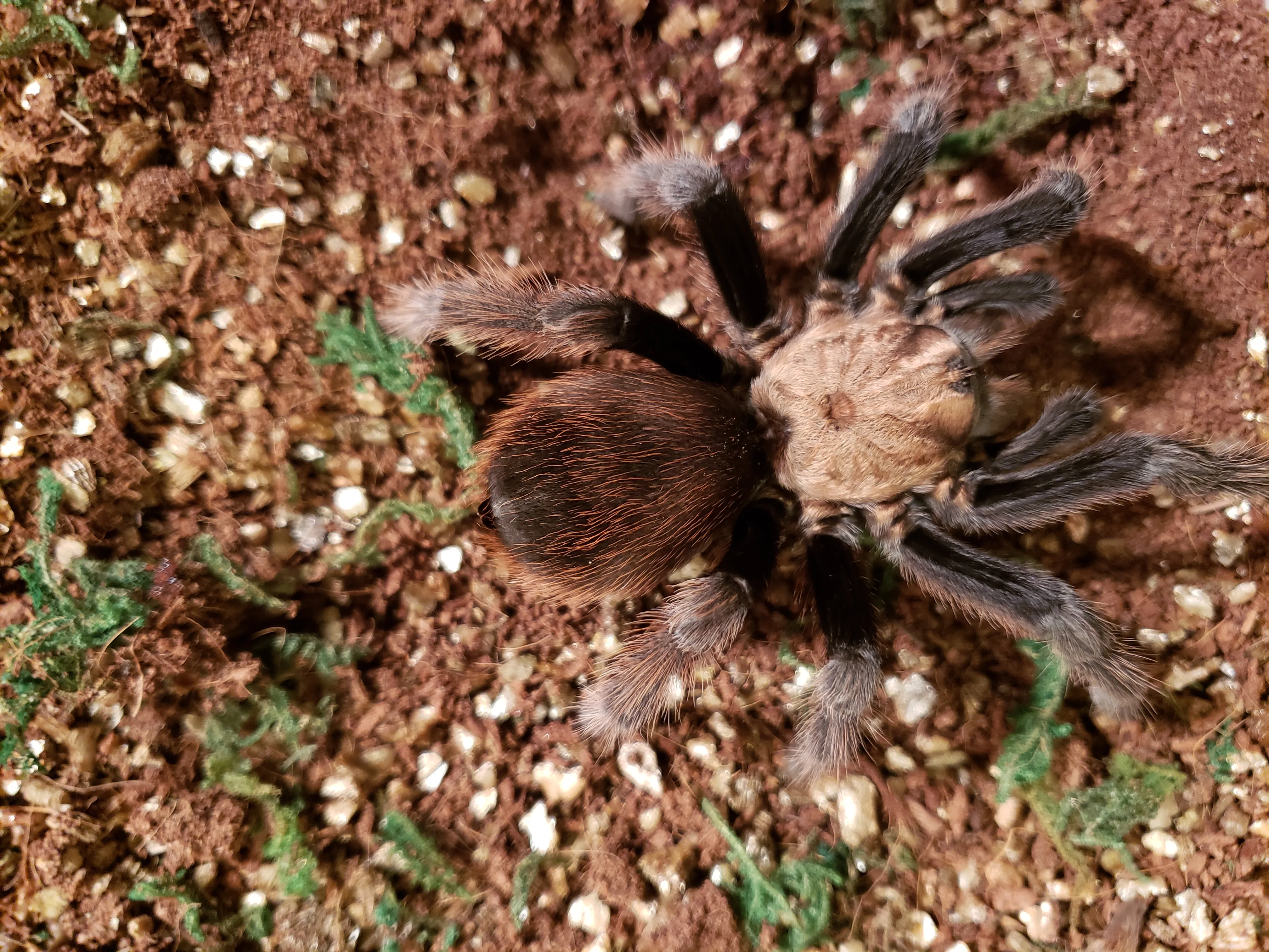 20503 chalcodes tarantula feeding
