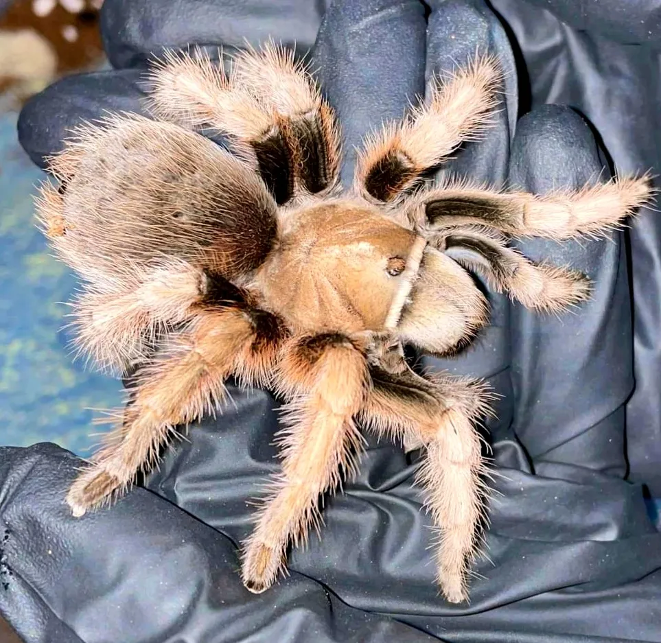 20503 chalcodes tarantula habitat