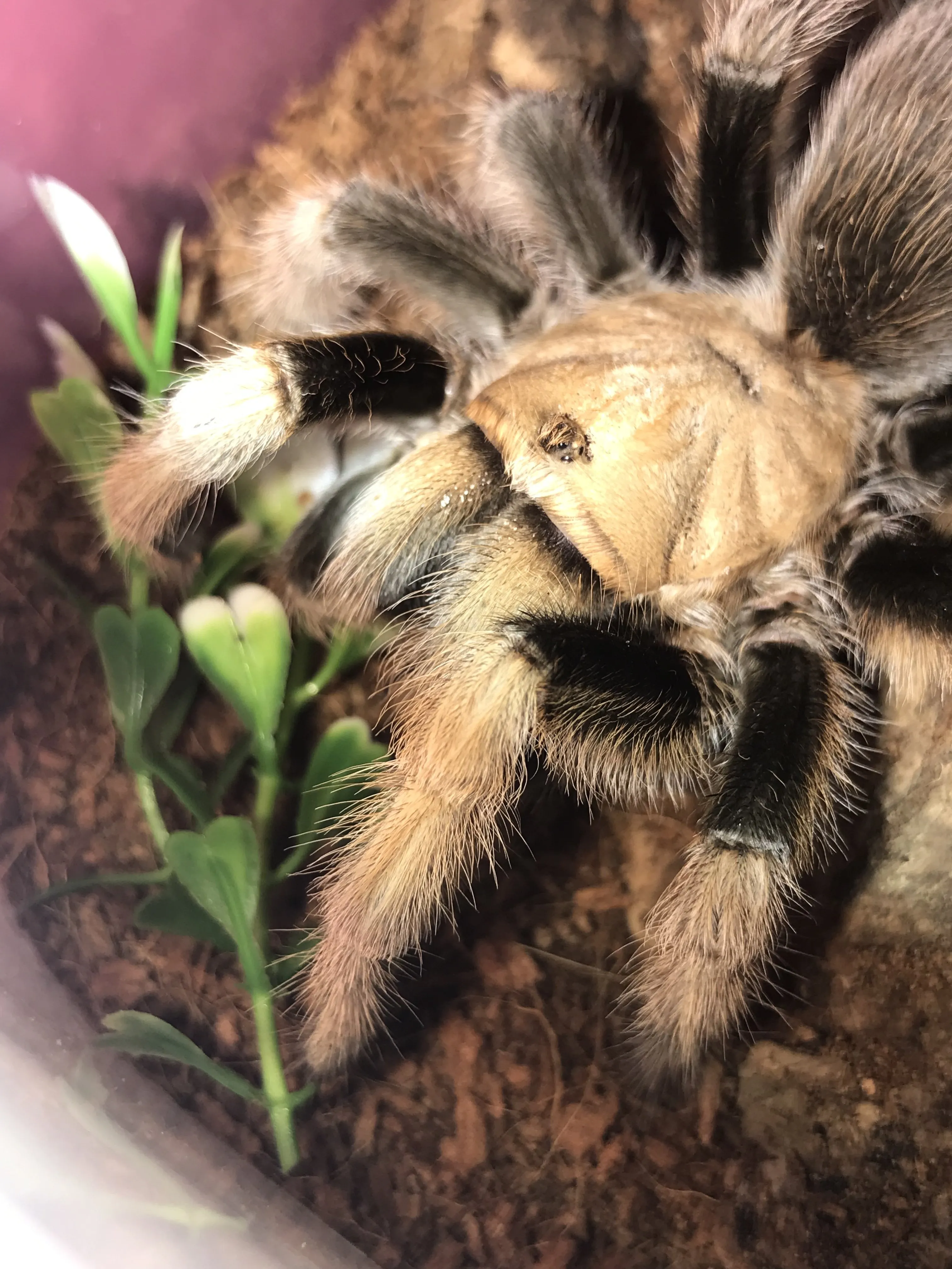 20503 chalcodes tarantula handling