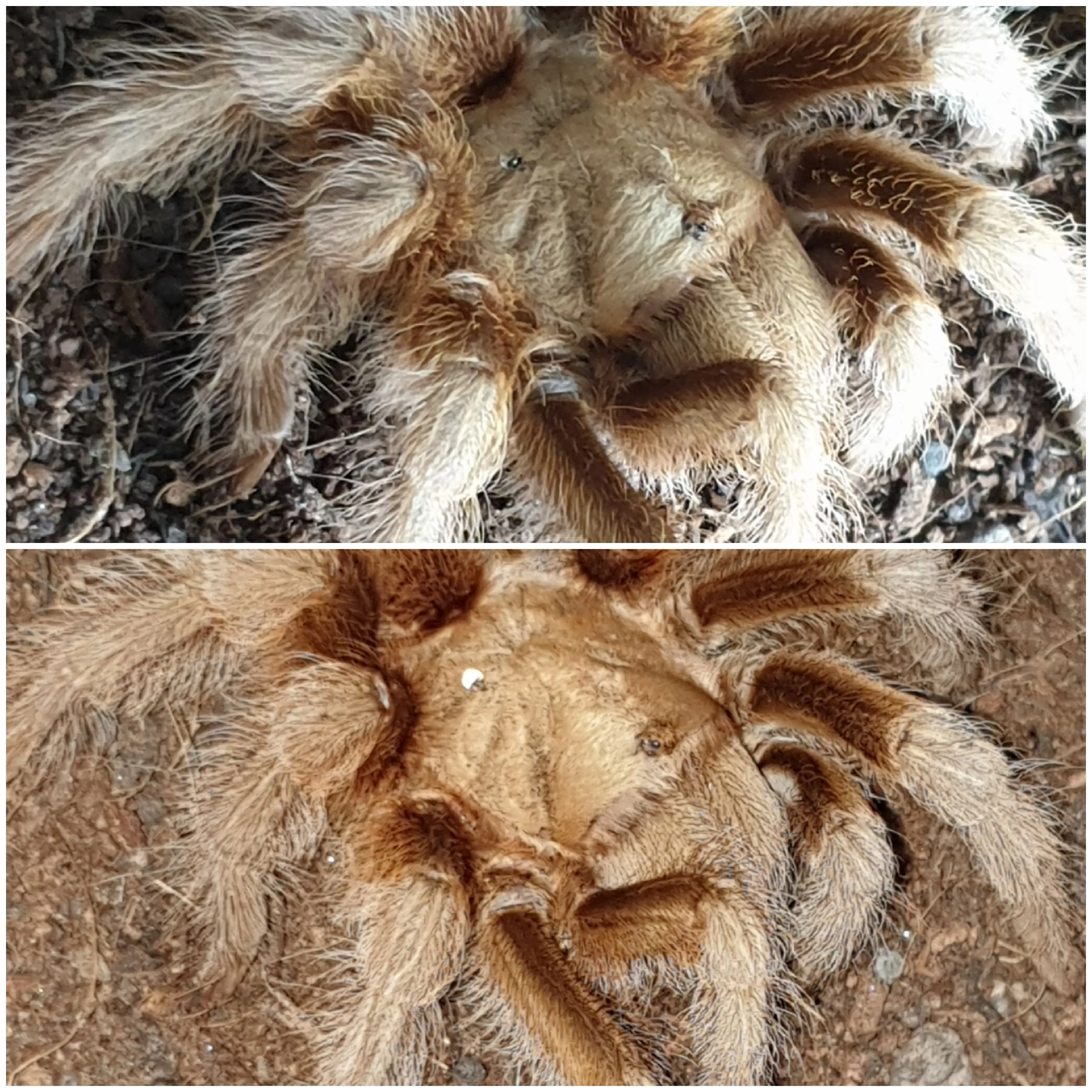 20503 chalcodes tarantula identification