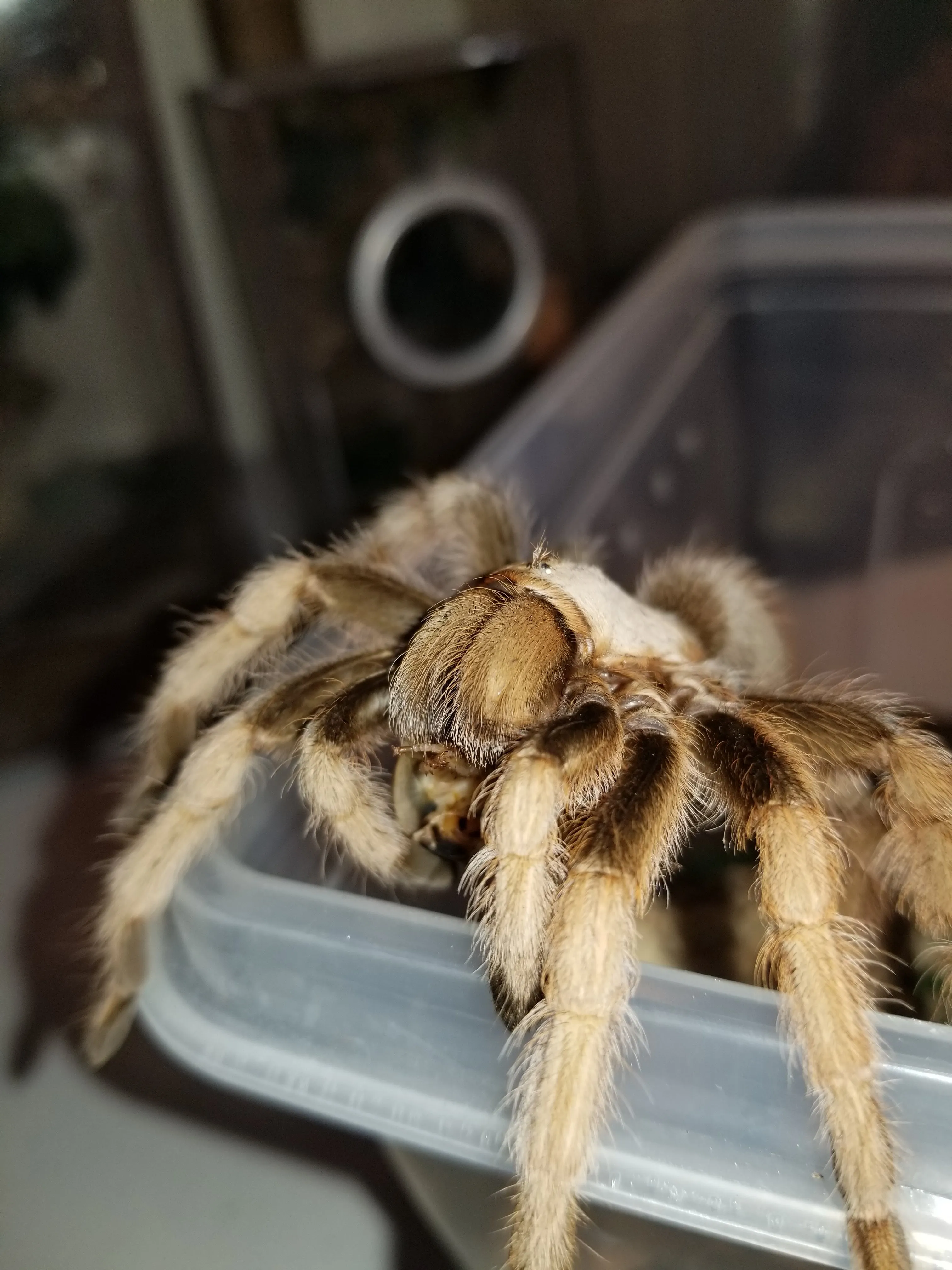 /img/20503-chalcodes-tarantula-molting.webp