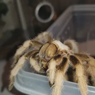 /img/20503-chalcodes-tarantula-molting.webp