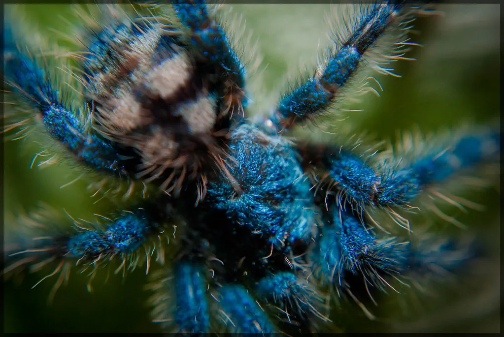 20503 chalcodes tarantula overview