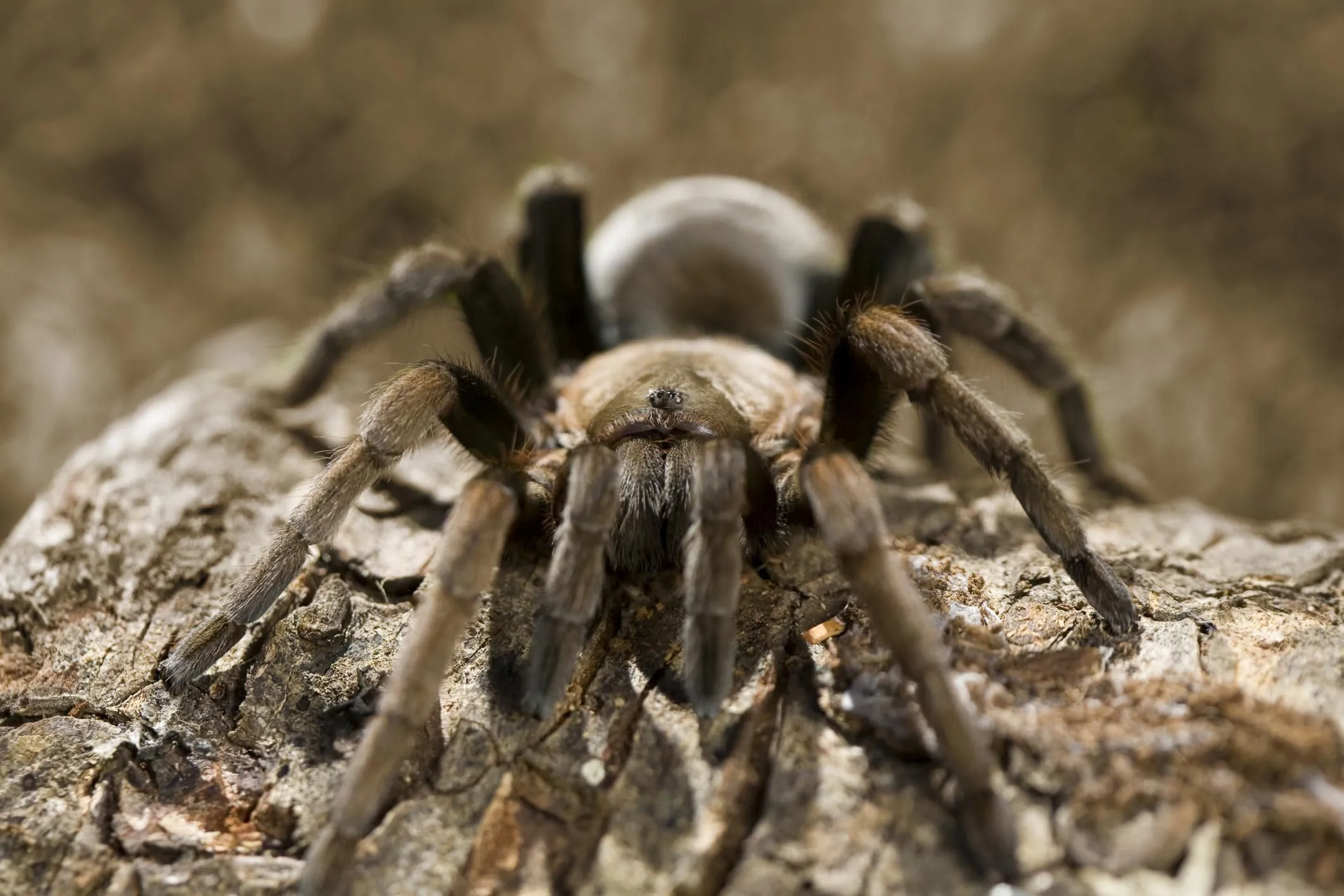 20504 first aid tarantula