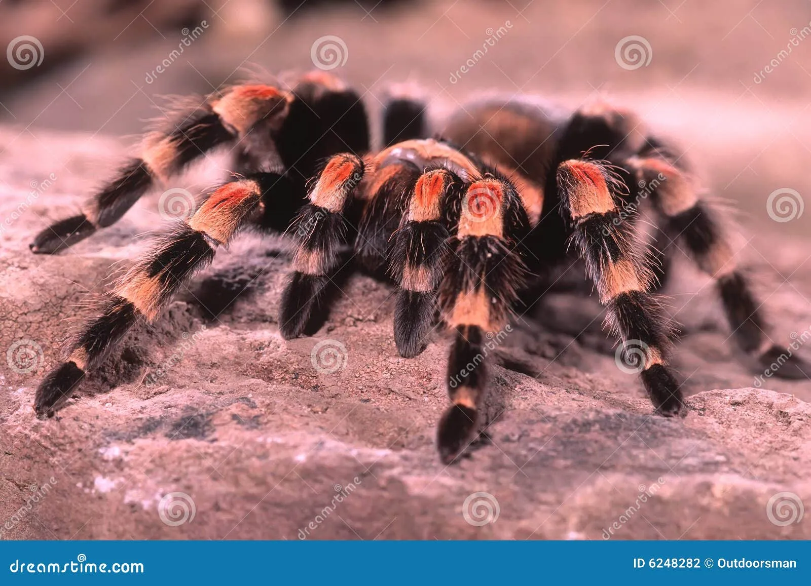 20504 tarantula bite