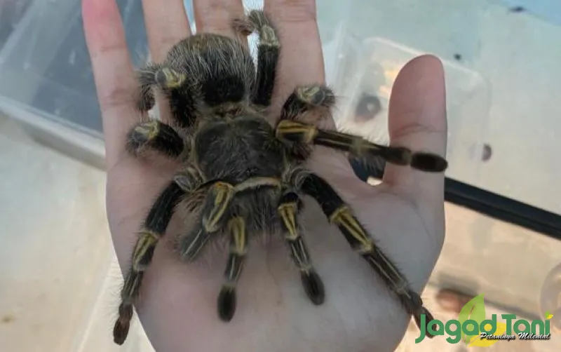 /img/20504-tarantula-enclosure.webp