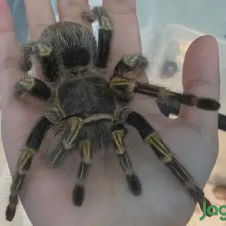 /img/20504-tarantula-enclosure.webp