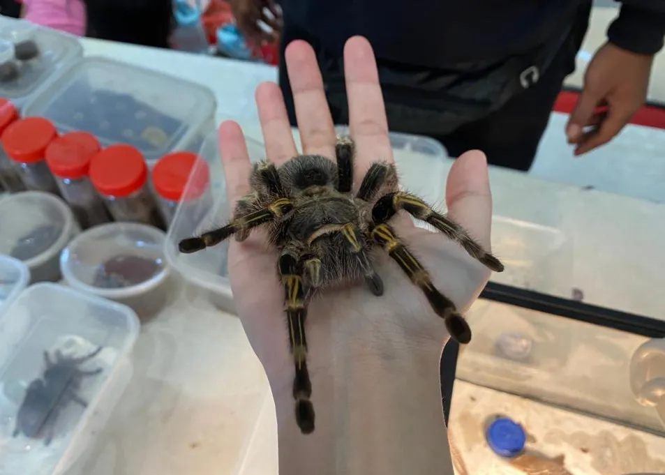 20504 tarantula handling