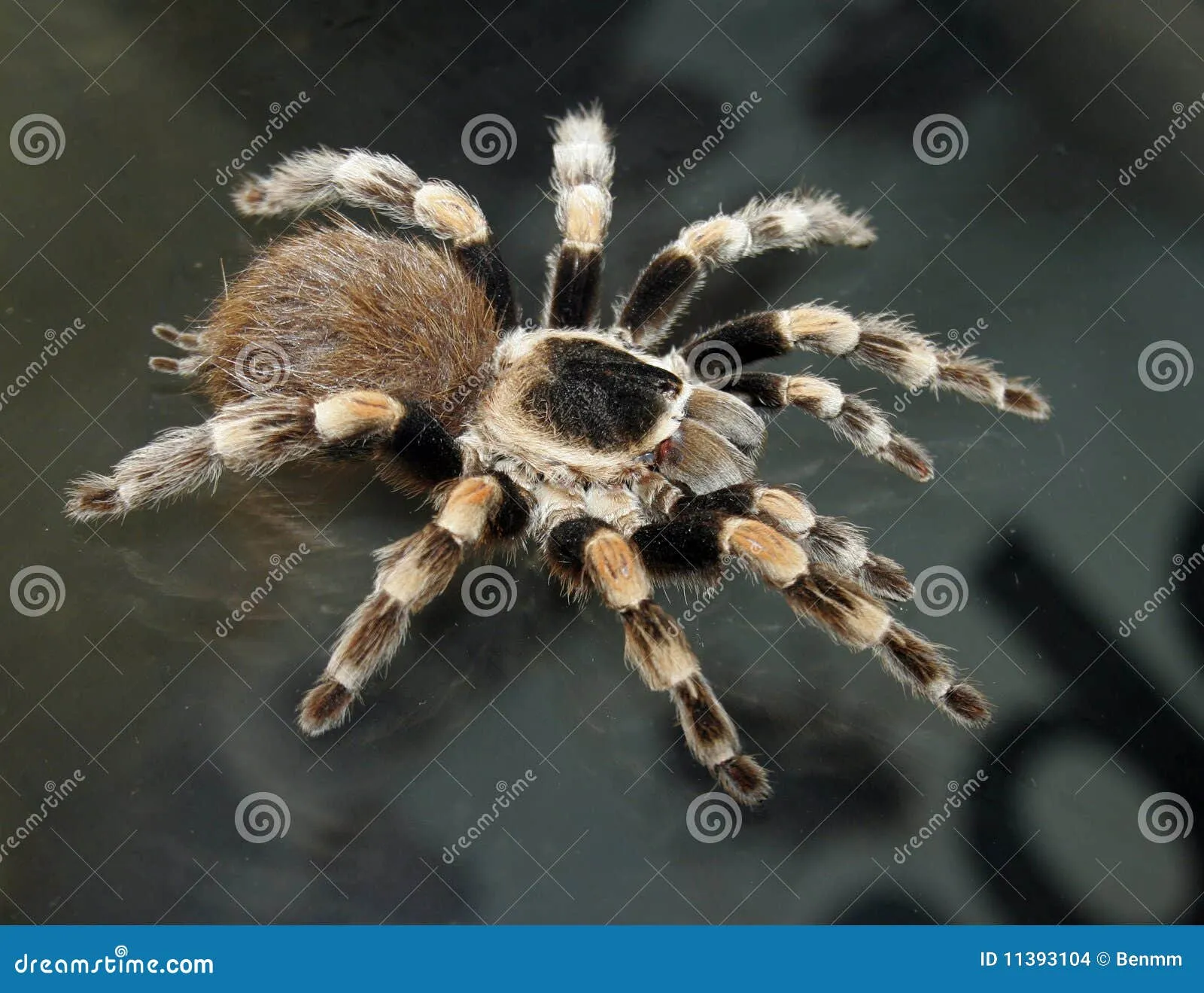 20504 tarantula vs snake
