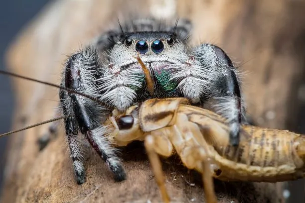 20506 roach for tarantula