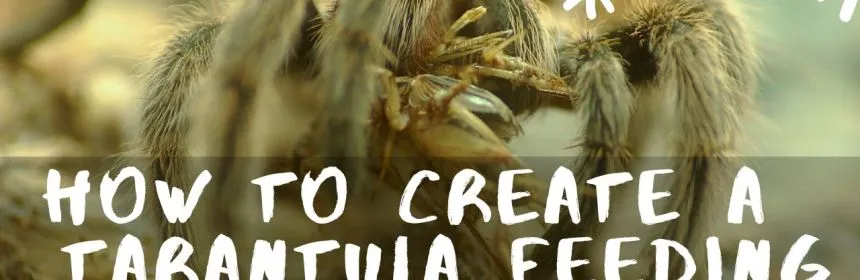 /img/20506-tarantula-habitat.webp