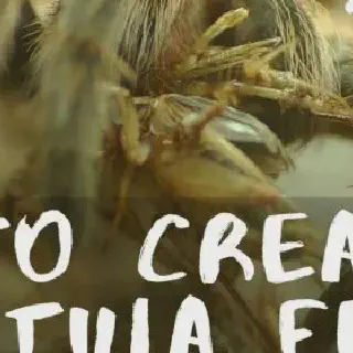 /img/20506-tarantula-habitat.webp