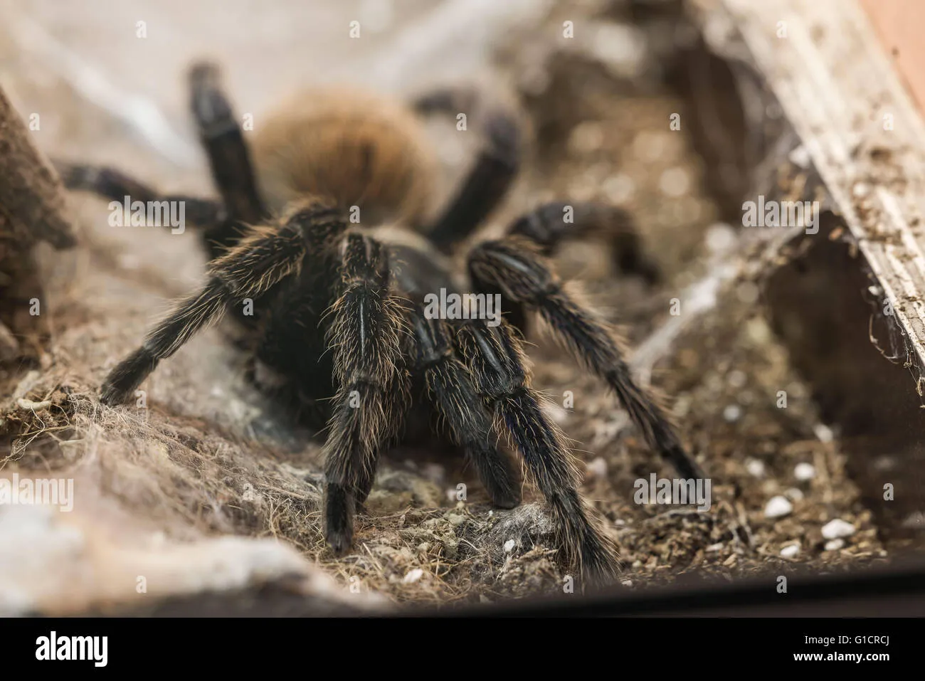 20507 allergic reaction tarantula