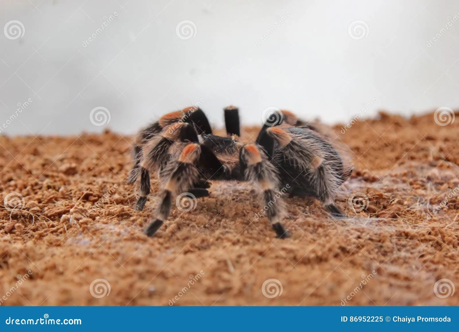20507 handling tarantula