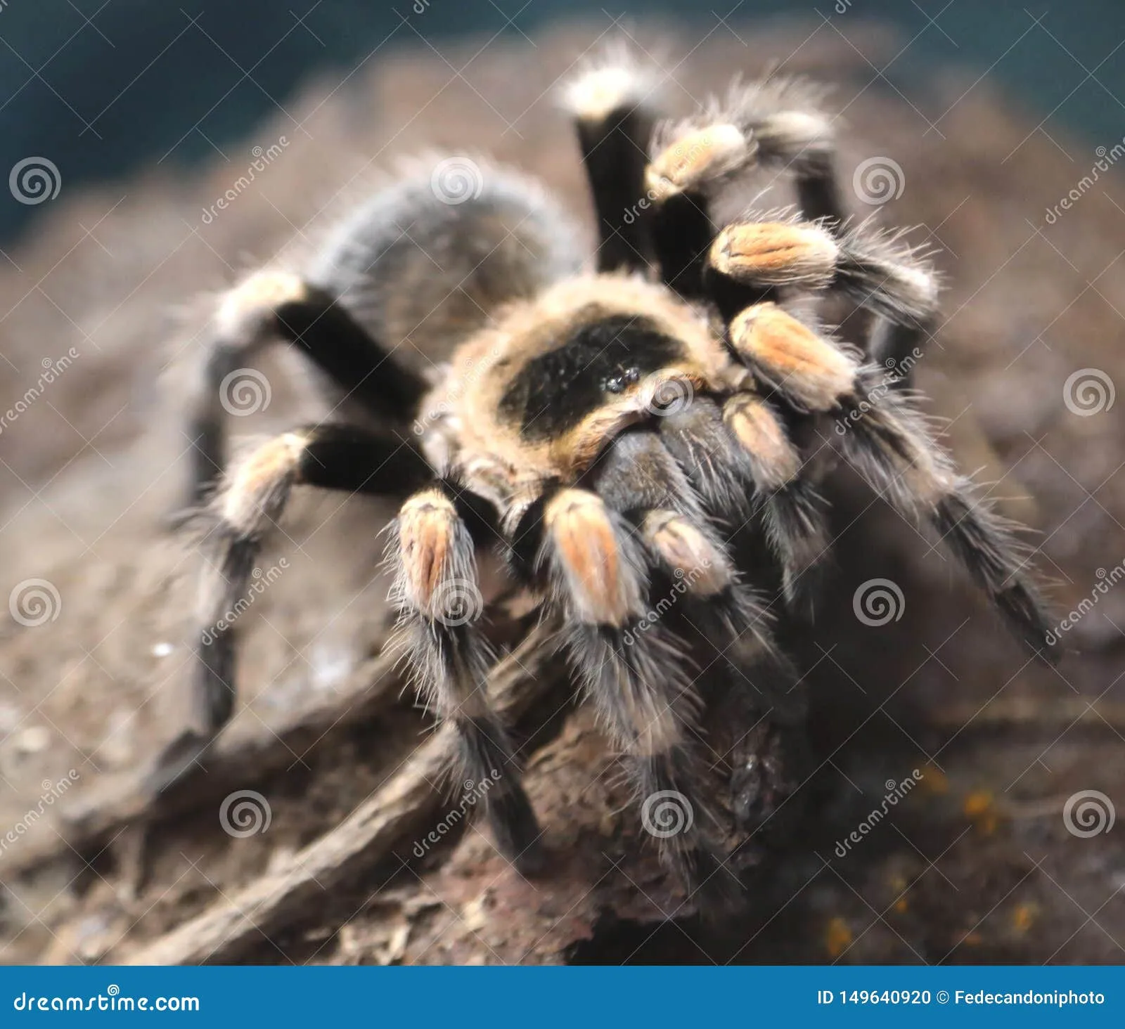 20507 identifying tarantula