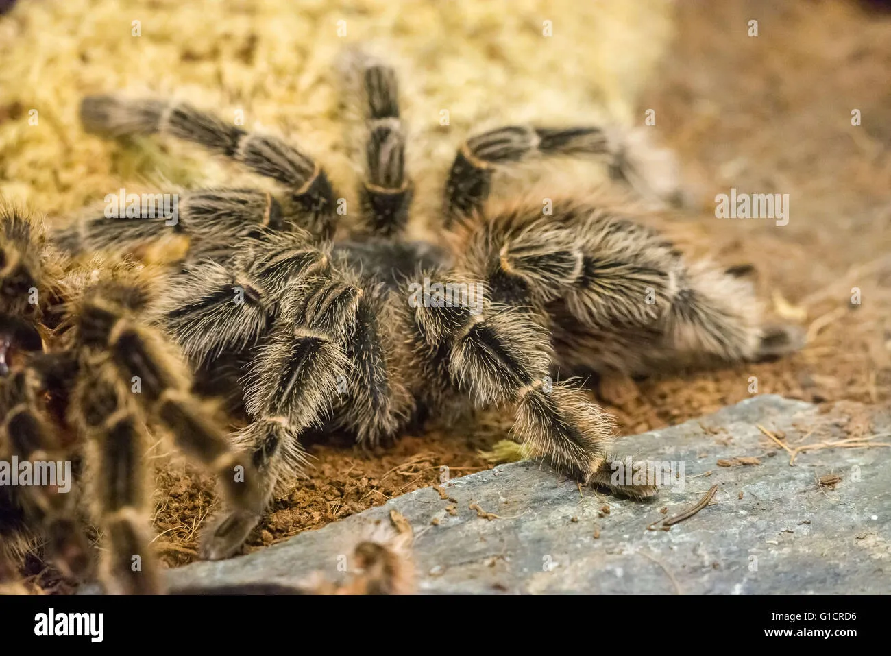20507 tarantula bite symptoms