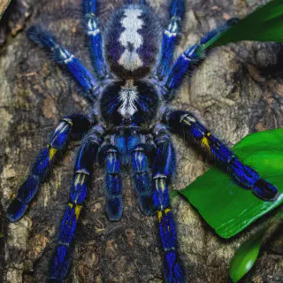 /img/20507-tarantula-habitat.webp