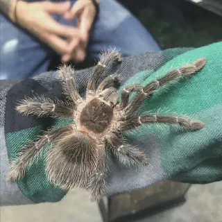 /img/20508-tarantula-spider-frog-handling.webp