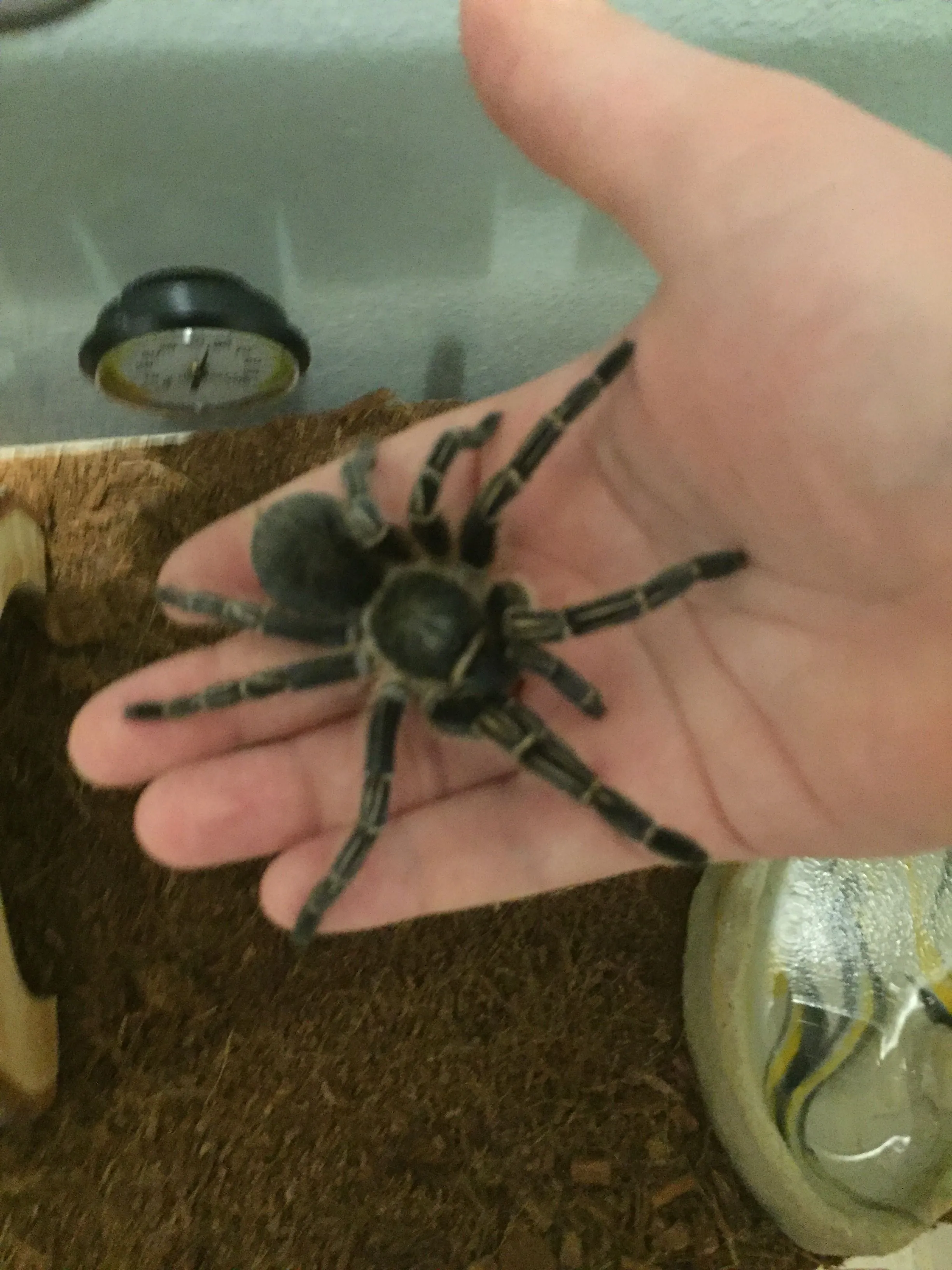 20508 tarantula spider frog health