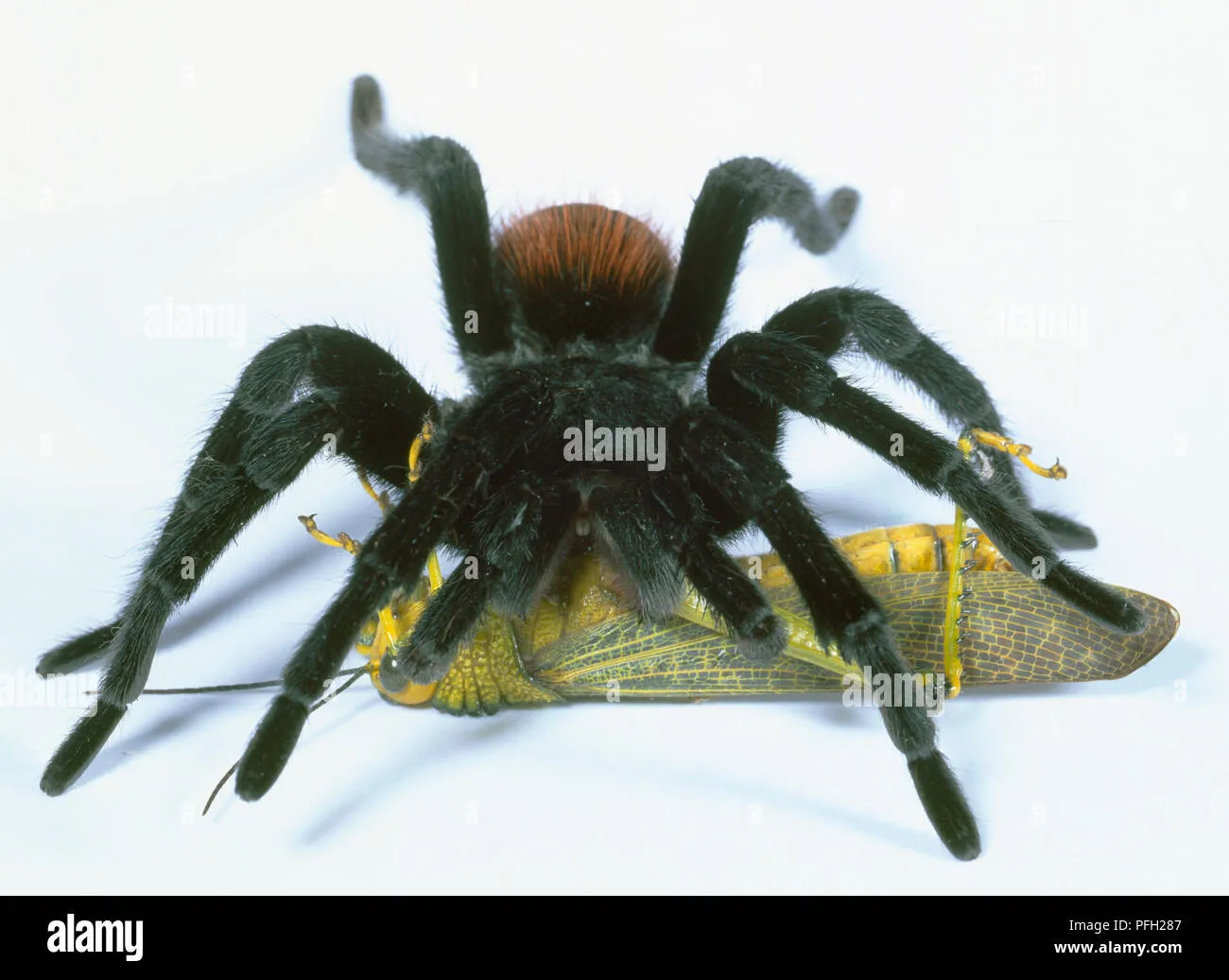20509 grasshopper image