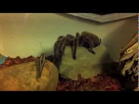 /img/20509-grasshopper-vs-tarantula-fight.webp