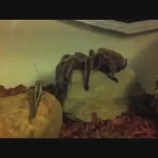 /img/20509-grasshopper-vs-tarantula-fight.webp