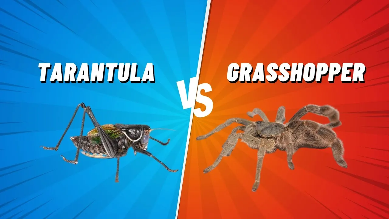 20509 grasshopper vs tarantula