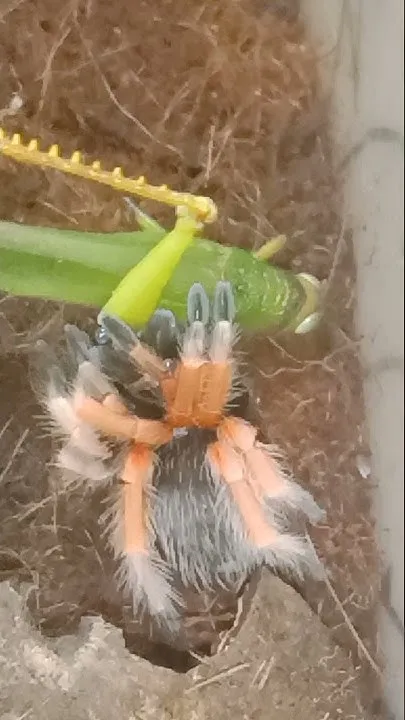 20509 tarantula eating