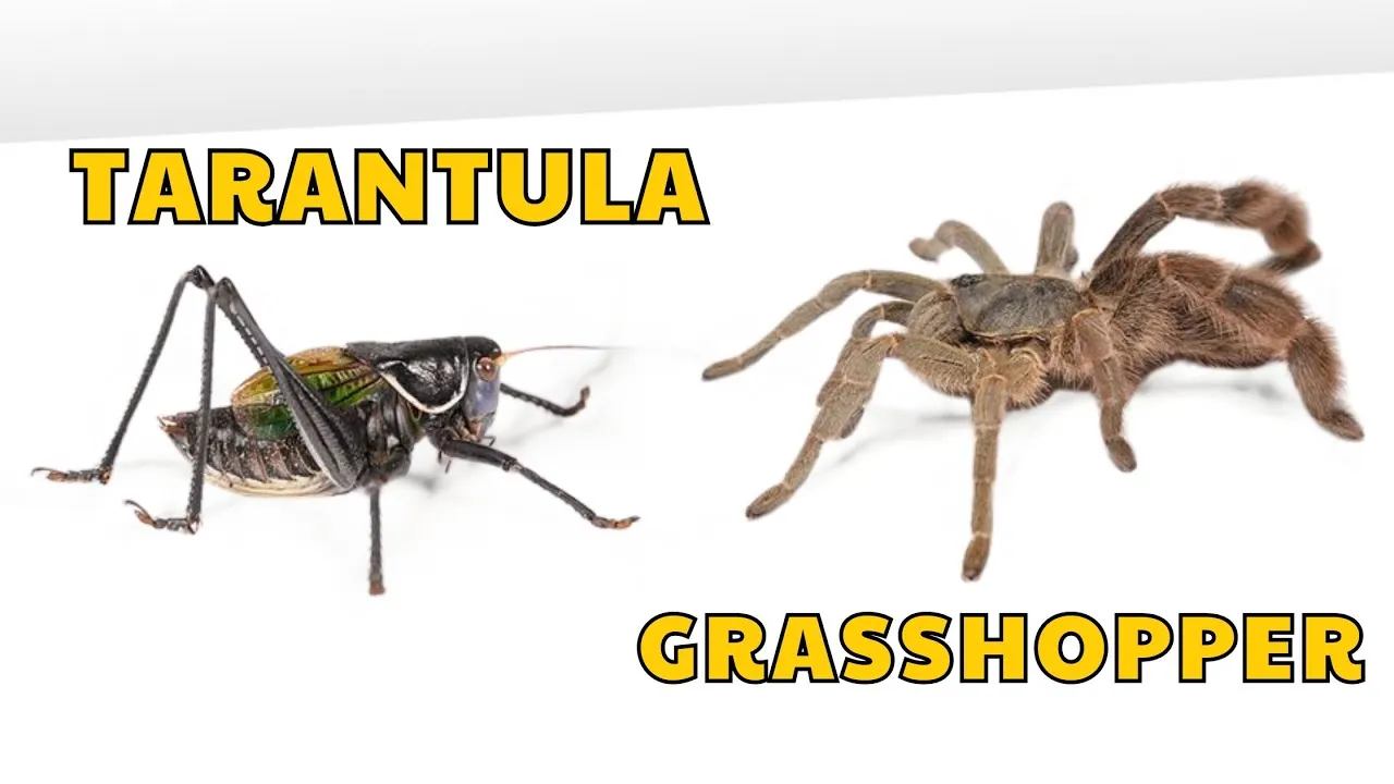 20509 tarantula image
