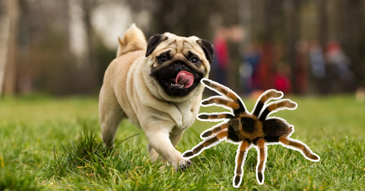 20512 dog allergic reaction