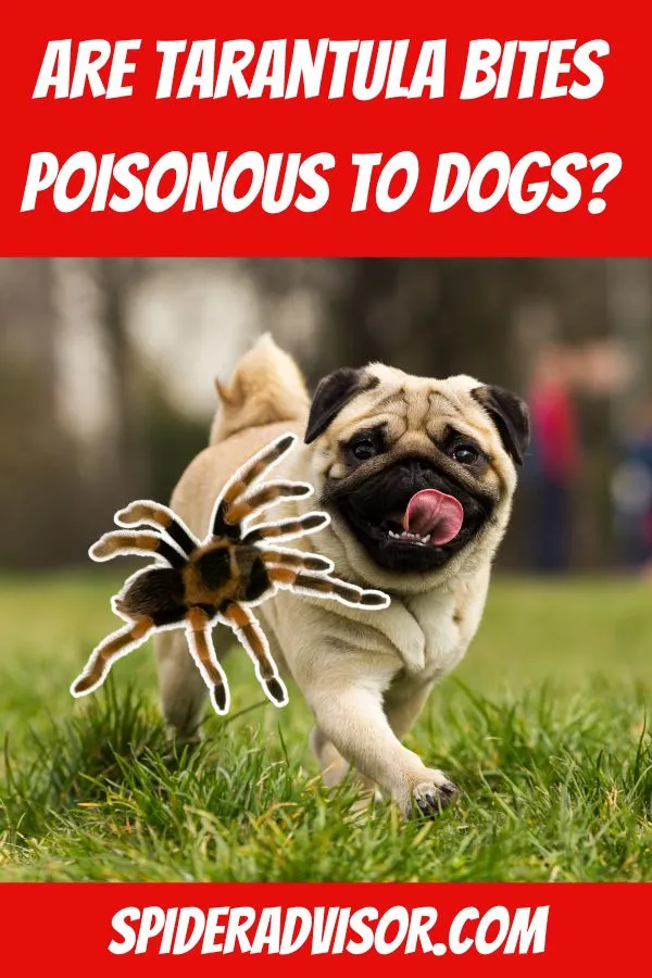 20512 tarantula bite dog