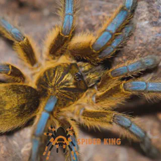 /img/20513-blue-leg-baboon-tarantula-breeding.webp