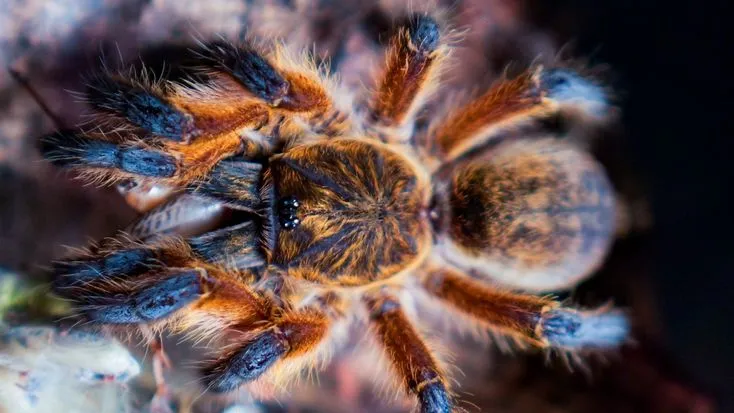 20513 blue leg baboon tarantula enclosure