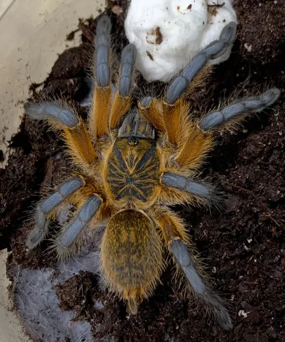 20513 blue leg baboon tarantula feeding