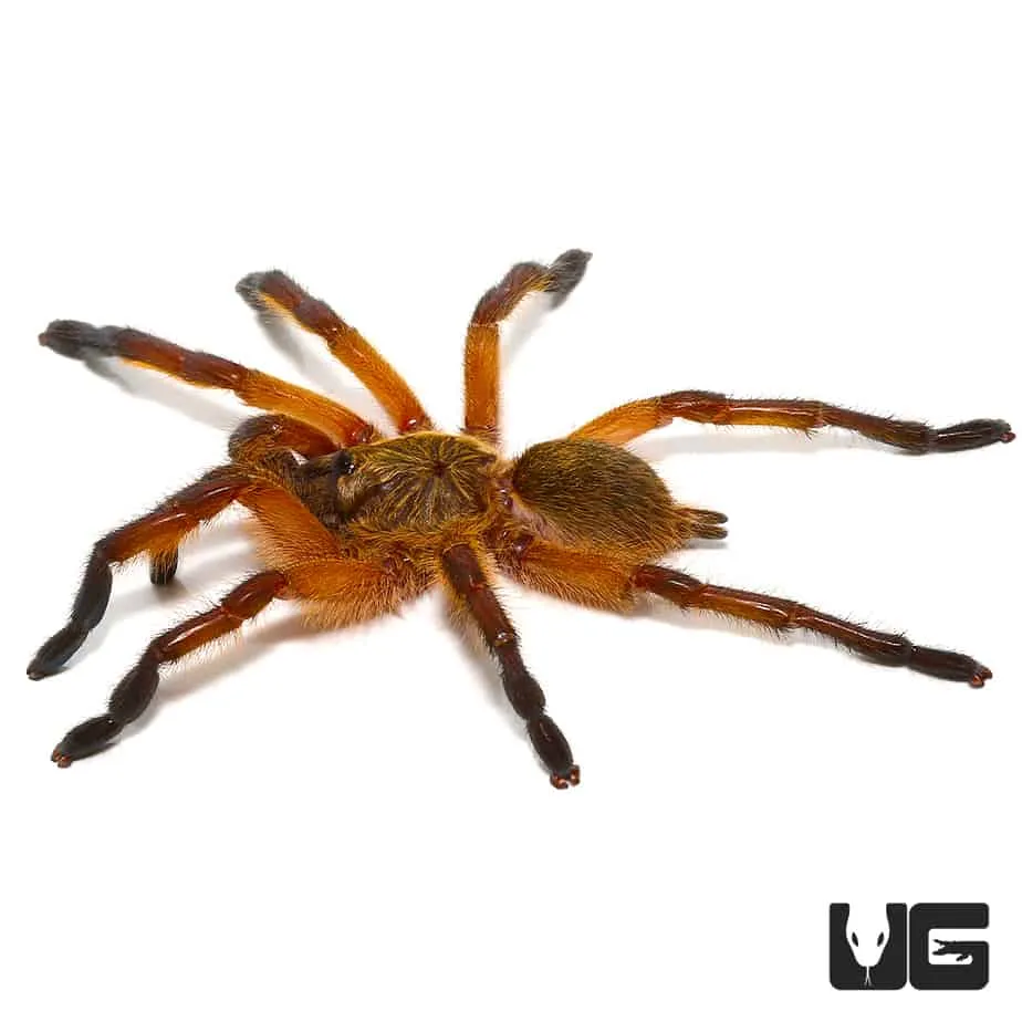 20513 blue leg baboon tarantula handling