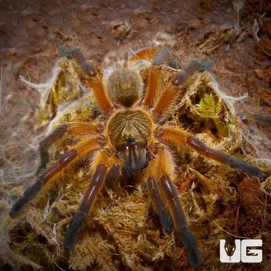 20513 blue leg baboon tarantula health